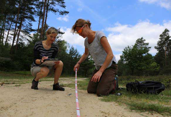 Measuring a wolf track